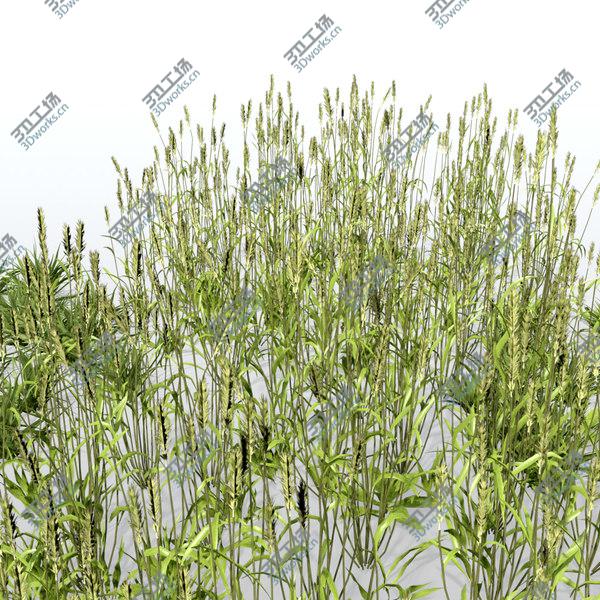 images/goods_img/20210312/Grass vol2/5.jpg